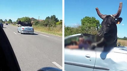 Un automobiliste transporte un taureau dans une 206 CC