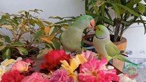 Parrots Celebrating Valentine's Day
