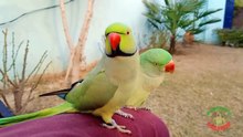 Indian Ringneck Parrot Cute Sounds