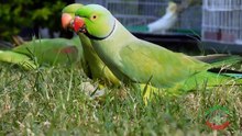Natural Parrots Chirping