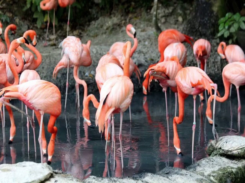Flamingo