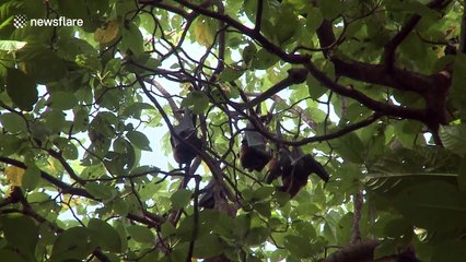 This remote Indonesian island is home to thousands of bats