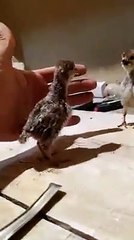 Lovely birds fight