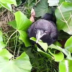 Crow's Incredible Aim to Protect Her Fallen Chick