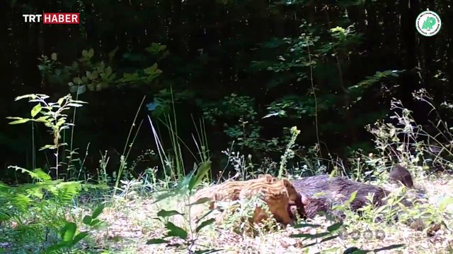 Yavrusunu emziren yaban domuzu fotokapanla görüntülendi