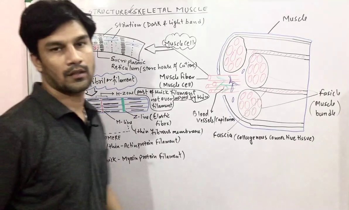 LOCOMOTION & MOVEMENT CHAPTER:PART-10 (Structure of Muscle /Muscle cells/Myofilament) CBSE/NEET/ Class11th