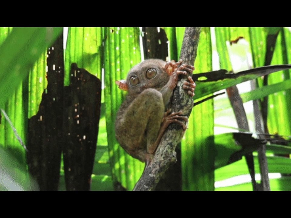 Tarsier