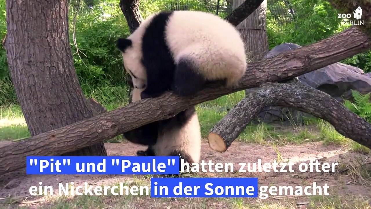 Berliner Panda-Nachwuchs chillt jetzt im Schatten