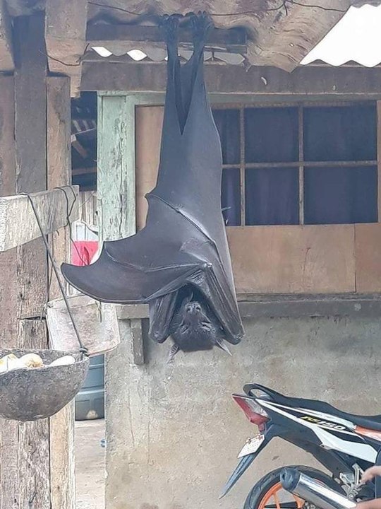 Cette photo d'une “chauve-souris à taille humaine” impressionne les internautes