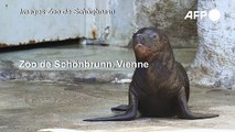 Un bébé phoque fait ses premiers pas au zoo de Vienne