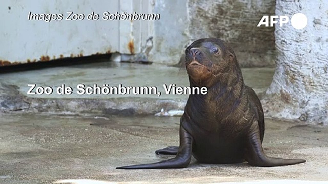 Un bébé phoque fait ses premiers pas au zoo de Vienne