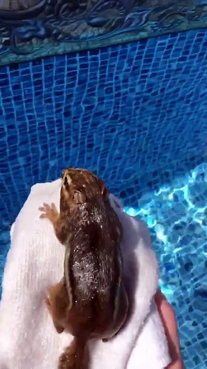 Drowning Chipmunk Rescued and Released