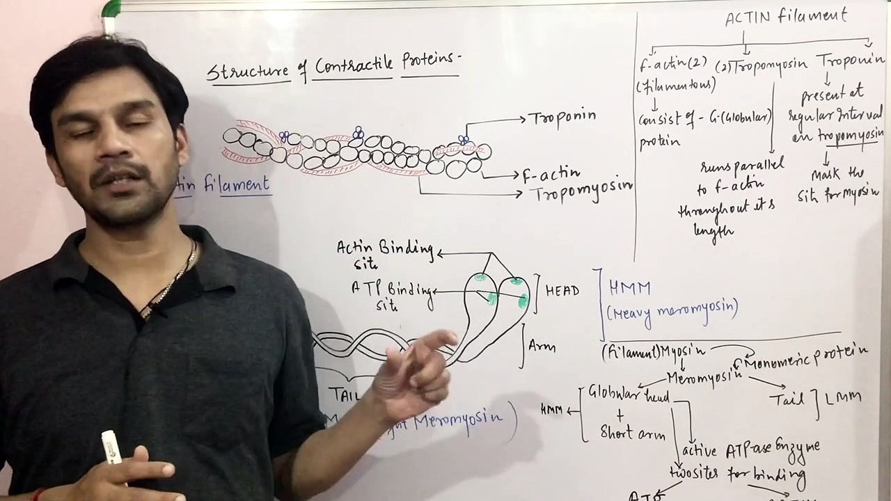 LOCOMOTION & MOVEMENT CHAPTER:PART-11 (Structure of Contractile Pretiens : ACTIN/MYOSIN) CBSE/NEET/ Class11th