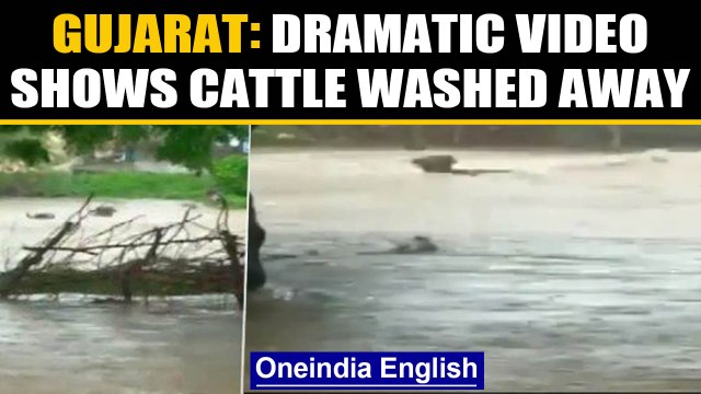 Gujarat: Dramatic video shows cattle washed away in flood water | Oneindia News