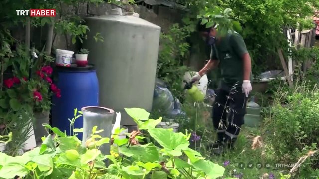 İstanbul'da sivrisinek kabusu