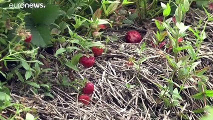 Les Finlandais à la rescousse des fraises