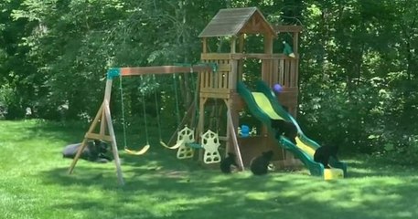 Une famille d'ours s'incruste dans le jardin d'une famille et s'amuse comme des fous