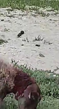 Les images d'une brebis attaquée par des chiens à Roz-sur-Couesnon (Ille-et-Vilaine)