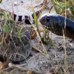 İki Dev Yılan Ölümcül Savaş Yapmakta !