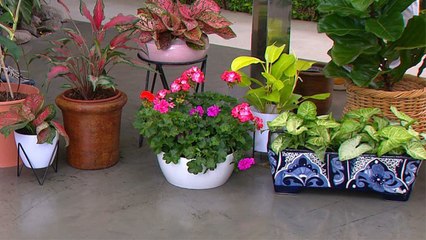 bd-le-enseñamos-a-salvar-una-planta-enferma-070720