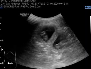 Echo van Zwitserse witte herder Misthy's Friends Lotus Lola op 3-6-2020