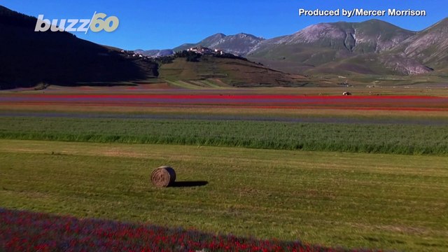 Flower Power! Beautiful Images of Italian Flower Show Captured by Drone!