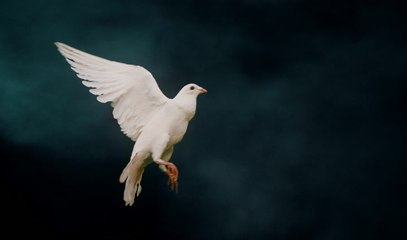How bad weather makes for good birdwatching