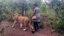 Elle caresse tranquillement un lion sauvage