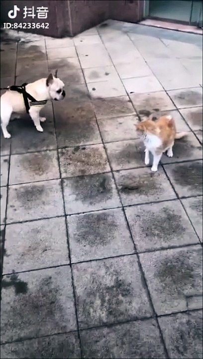 Ce chien simule comme un footballeur italien