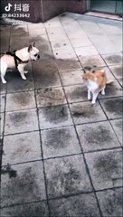 Ce chien simule comme un footballeur italien