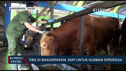 Descargar video: Periksa Kesehatan Hewan Untuk Kurban, Petugas Temukan Sapi Cedera Dalam Pengiriman