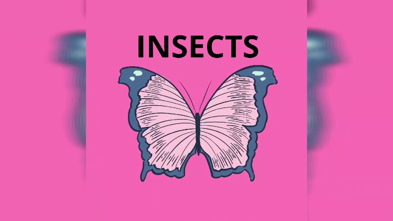 Insect Kingdom; Dragon fly; Honey bee, Caterpillar; Hover fly; Lady bug; House fly