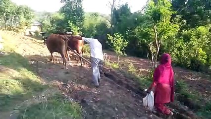 हिमाचल के खेत और वहां का नज़ारा