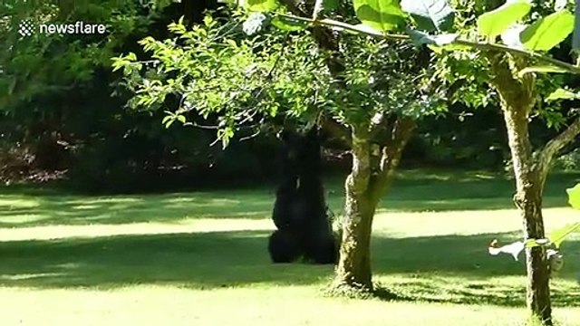 Un-bear-ably good: young bear in Canada hits the spot scratching himself on tree