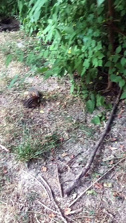 Chipmunks Playing in the Yard