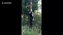 'That's for the birds!' Cat in California hilariously hangs on bird-feeder