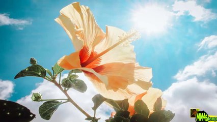 30 Min. DEEPEST Healing MUSIC for The Body & Soul | RELAXING Music | Meditation Music N°182