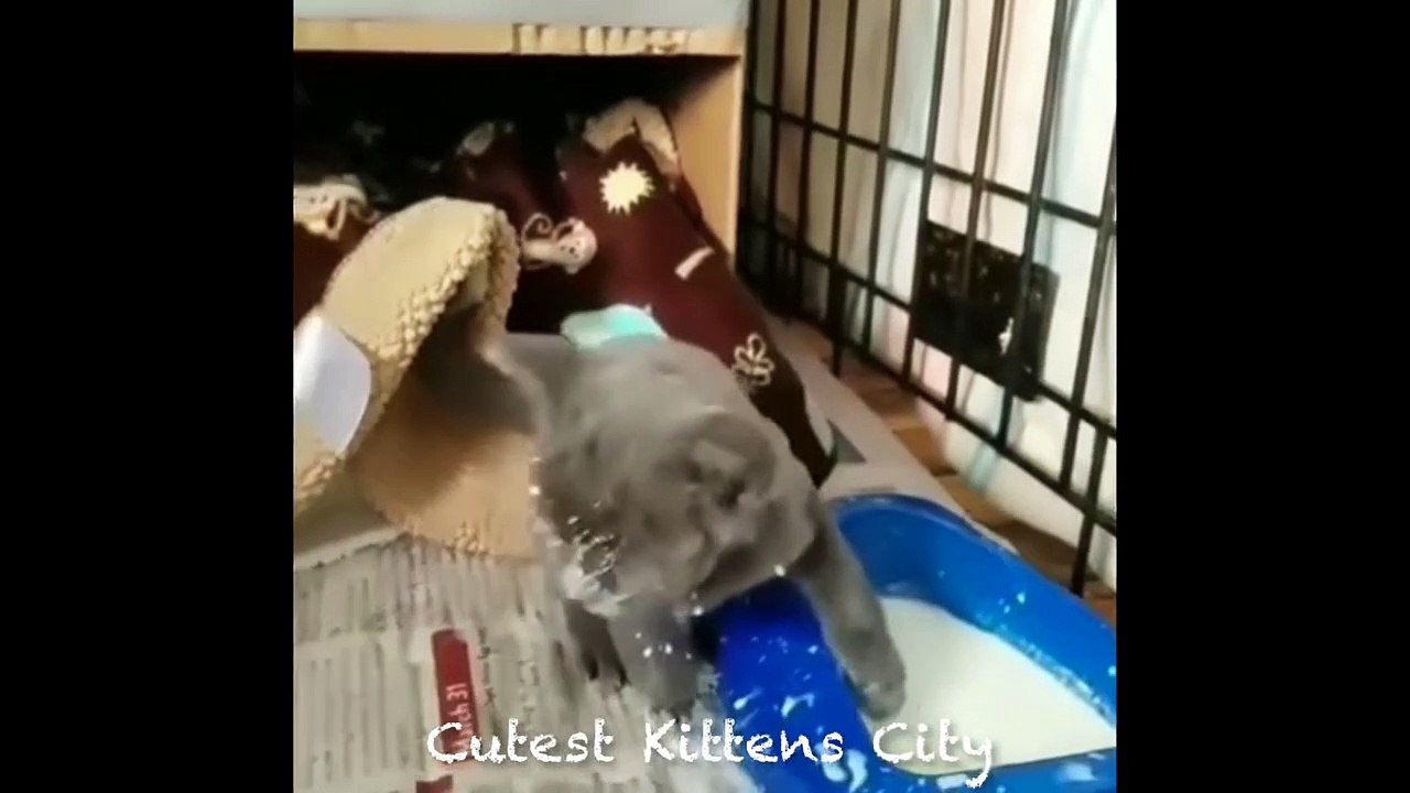 cute and funny #1 cats