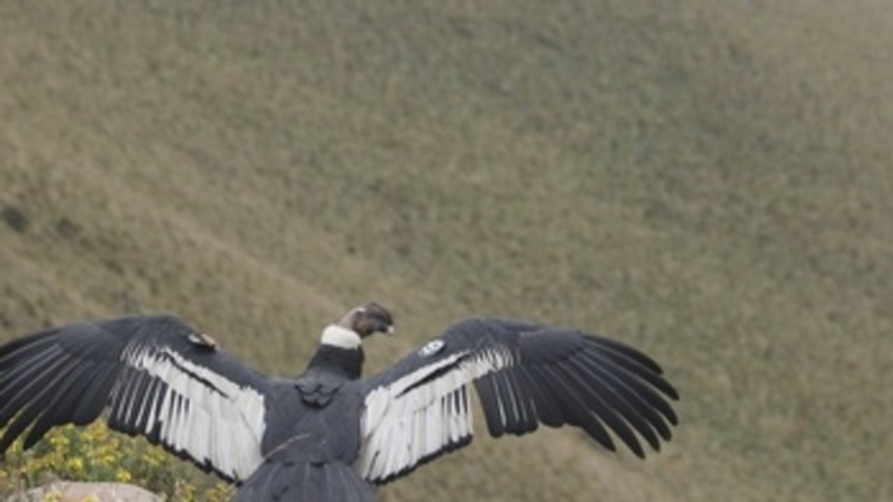 Ecuador conmemora el Día Nacional del Cóndor Andino