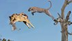 HUNTER BECOMES THE MOTHER! Lioness Save Baby Gazelle From Five Cheetah Hunting