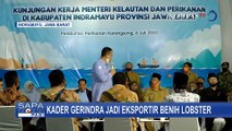 Edhy Prabowo Akui Kader Gerindra Dapatkan Izin Jadi Eksportir Benih Lobster