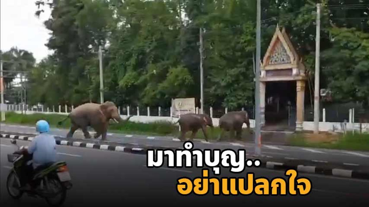 คลิปน่ารัก ช้าง 3 ตัว เดินเรียงกันเข้าวัด ชาวบ้...