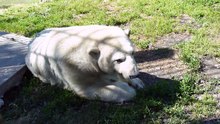 ボリシェリェーチェ動物園のグーリャの近況 (Jun26_2020)