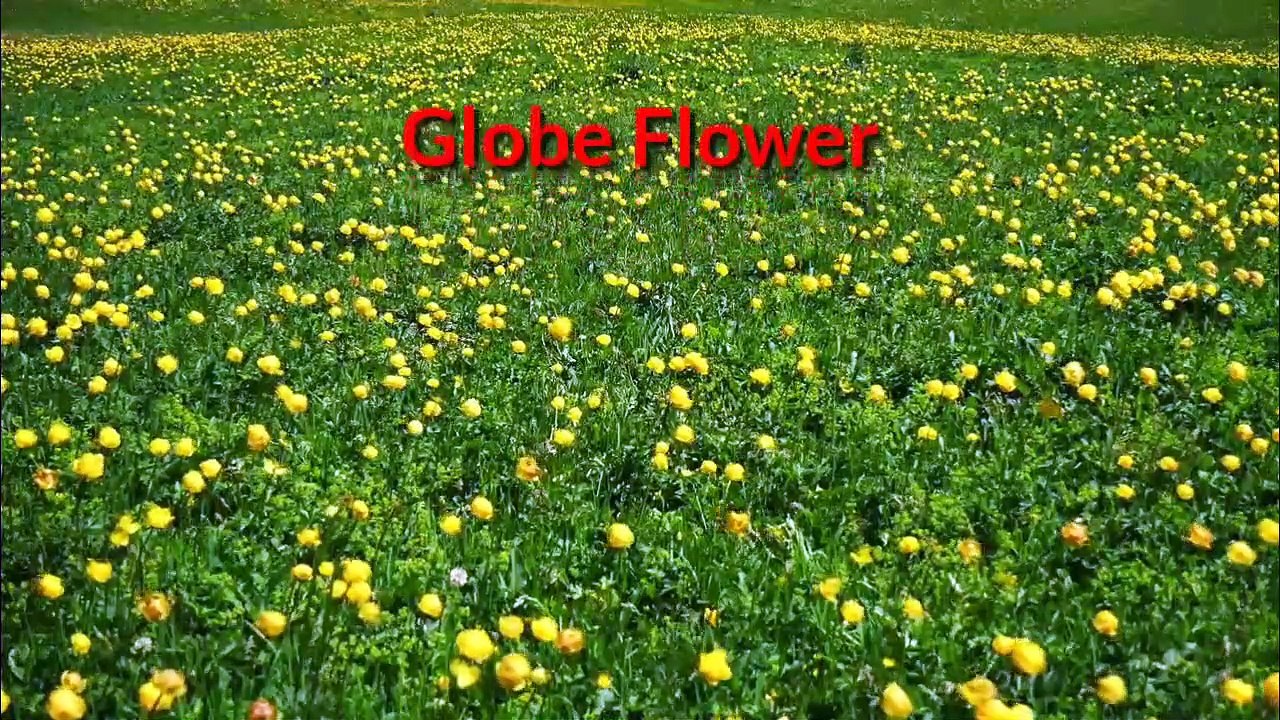 Flowers Bring Happiness Everywhere