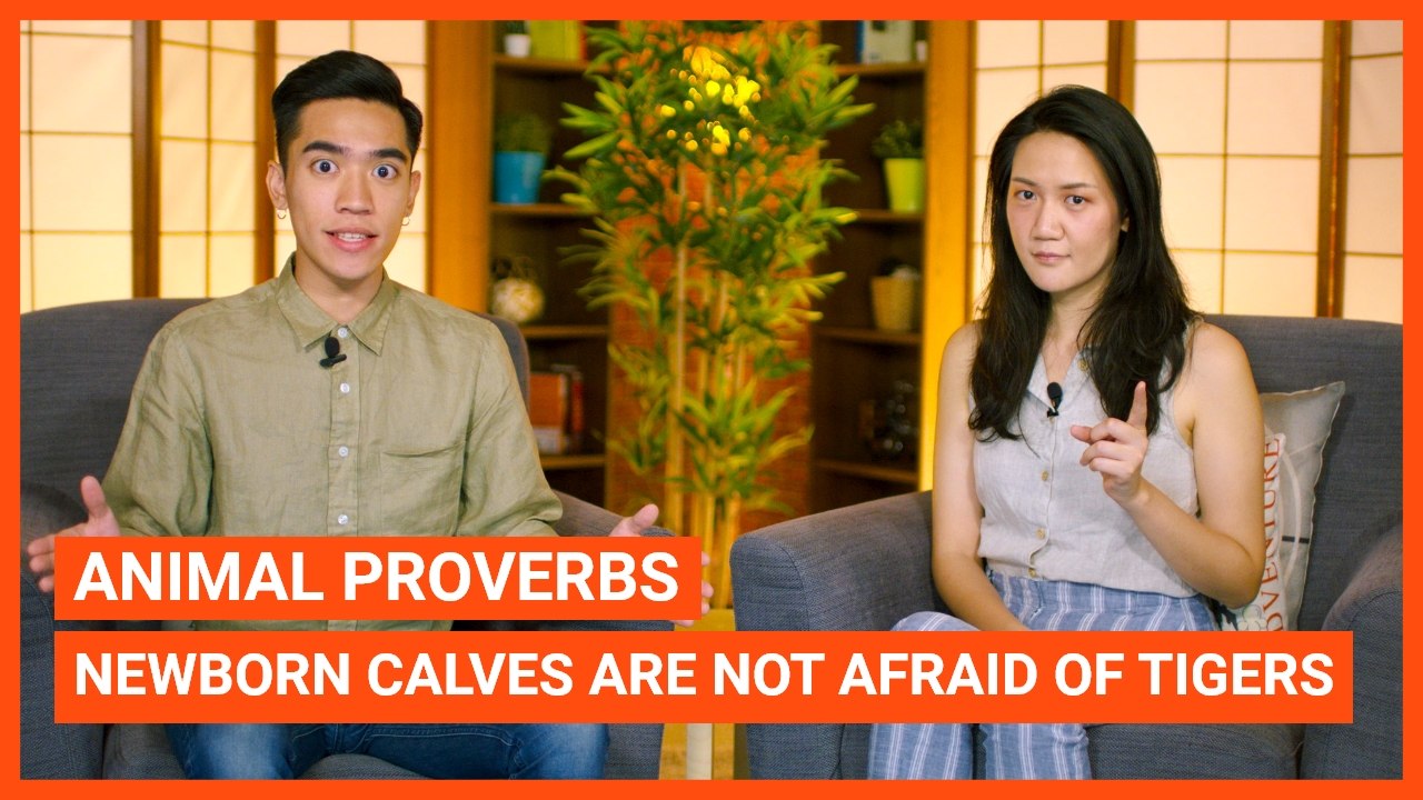 Animal Proverbs: Newborn Calves Are Not Afraid of Tigers | Intermediate Lesson | ChinesePod (v)