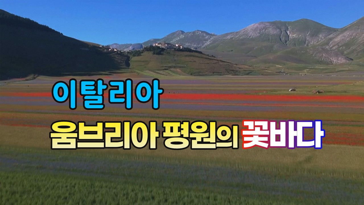 [세상만사] 이탈리아 움브리아 평원에 펼쳐진 꽃바다 장관 / YTN