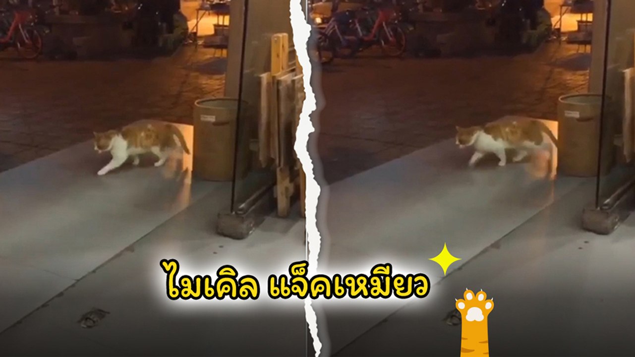 ไมเคิล แจ็คเหมียว หลักฐานชัดเจน.. นี่คือแมวที่เลี้ยงมาโดย ไมเคิล แจ็คสัน 100%