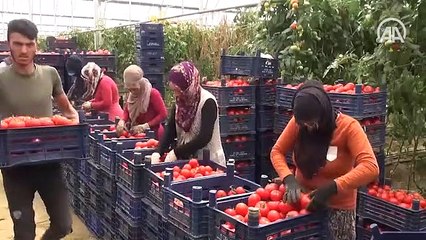 Devletten destek aldı üretimini 17 kat artırdı