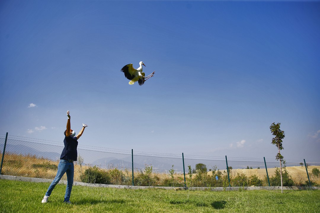 Denizli’de 3 leylek elektrik akımına kapılarak yaralandı