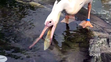 Pelican Hunting Fish || Pelican Bird || Changder TV